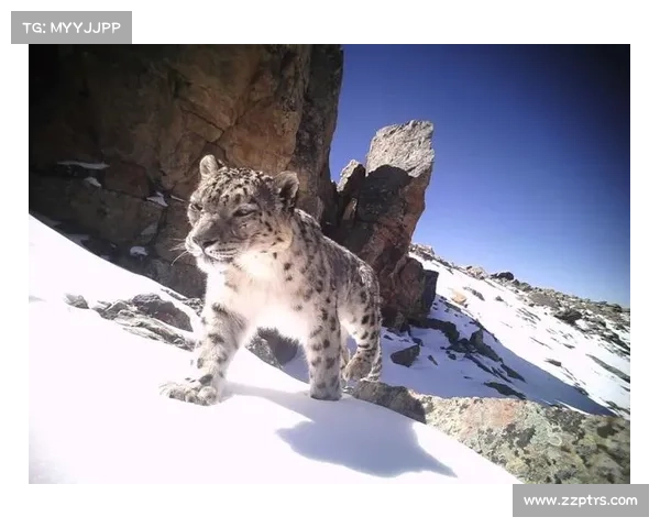 甘孜雪豹队赛事藏区雪豹